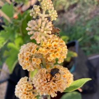 Buddleja sun gold