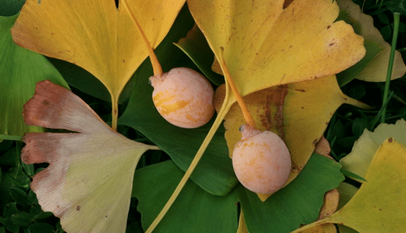 Ginkgo Biloba