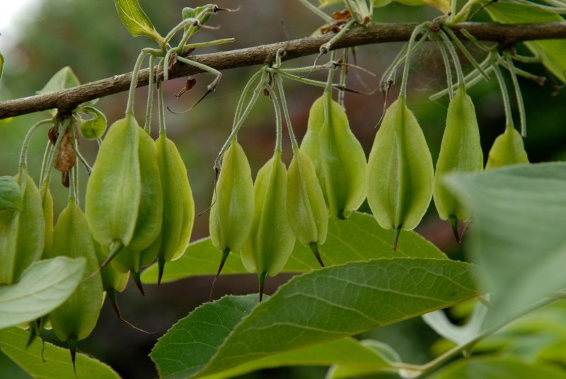 Halesia carolina