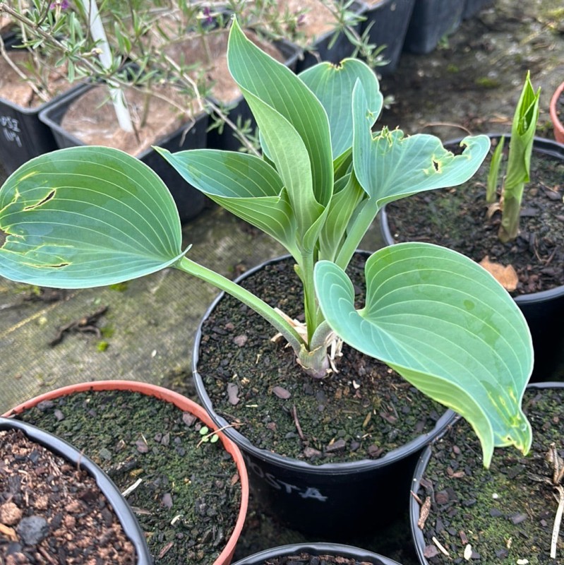 Hosta guacamole