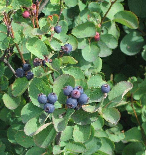 amelanchier alnifolia smokey