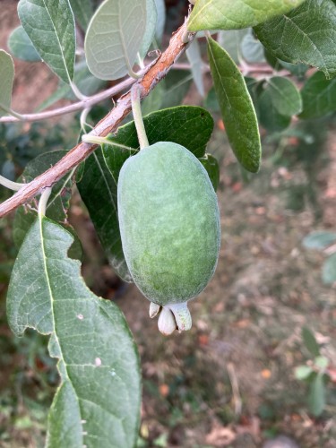 Feijoa Gemini Pépins perdus