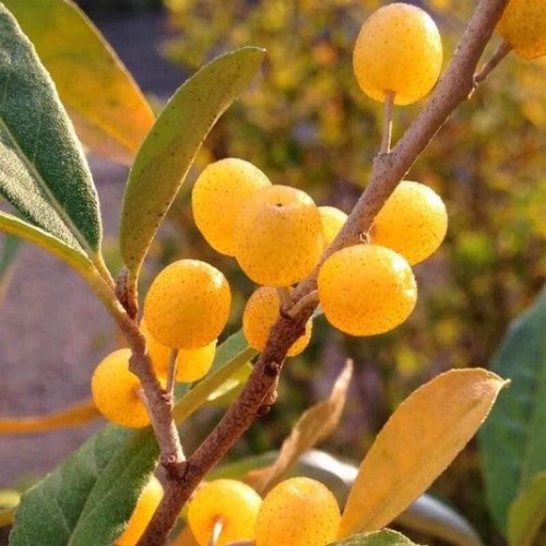 Eleagnus umbellata Amber - Pépins perdus