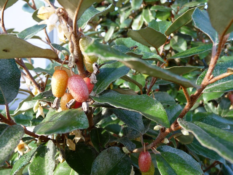 Eleagnus Ebbingei - Pépins perdus