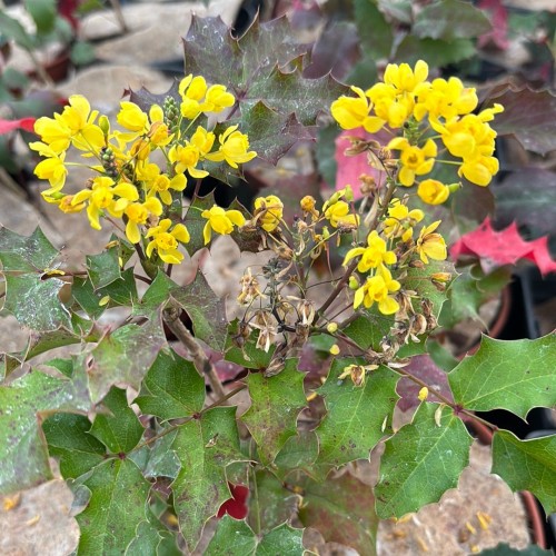 Mahonia aquifolium - Pépins perdus