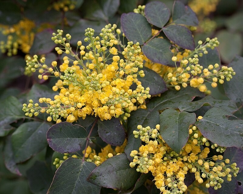 Mahonia rampant - Pépins perdus