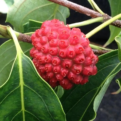 Cornus Kousa Chinensis - Pépins perdus