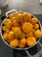 Mandarine satsuma iwasaki Pépins perdus