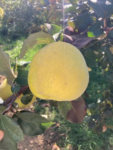 Coing pomme Aromatnaya Pépins perdus