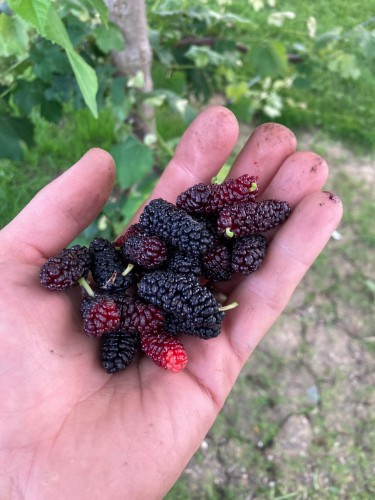 Murier Wellington mulberry - Pépins perdus