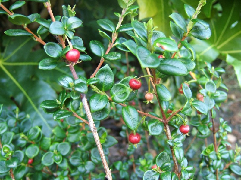 Goyave du Chili - Pépins perdus