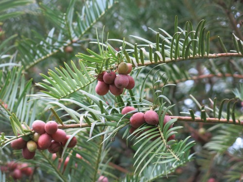 Cephalotaxus Harringtonia - Pépins perdus