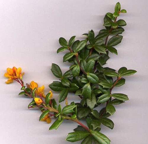 Berberis Darwinii - Pépins perdus