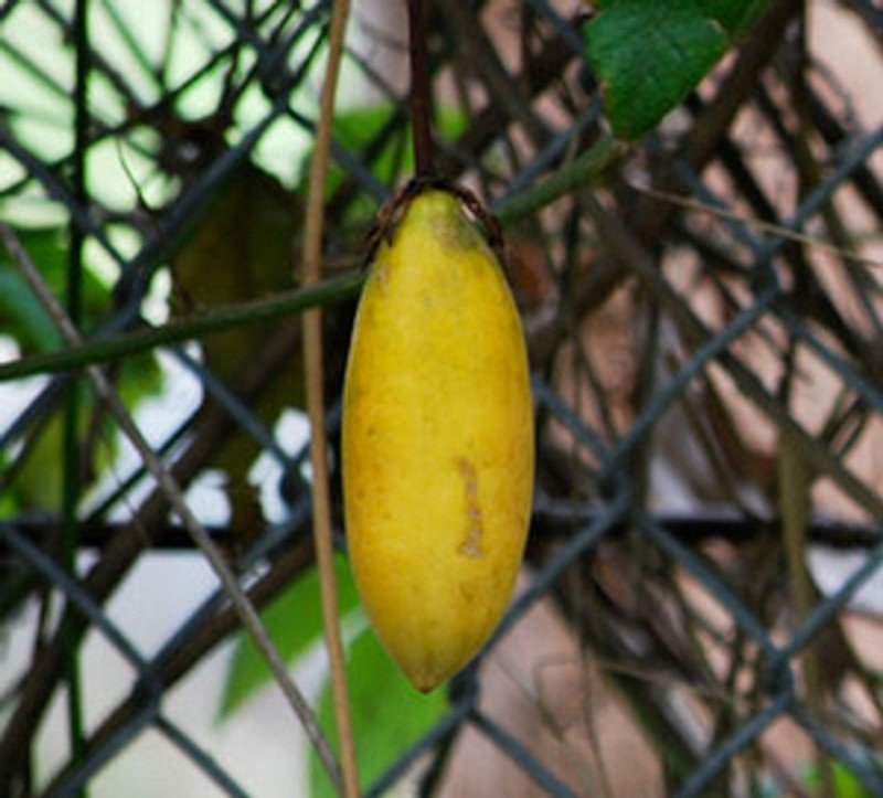 Passiflore mollisima - Pépins perdus