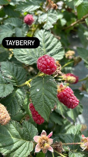 Tayberry