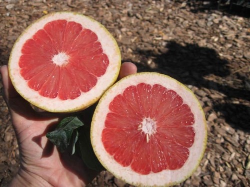 Pomelo rio red - Pépins perdus