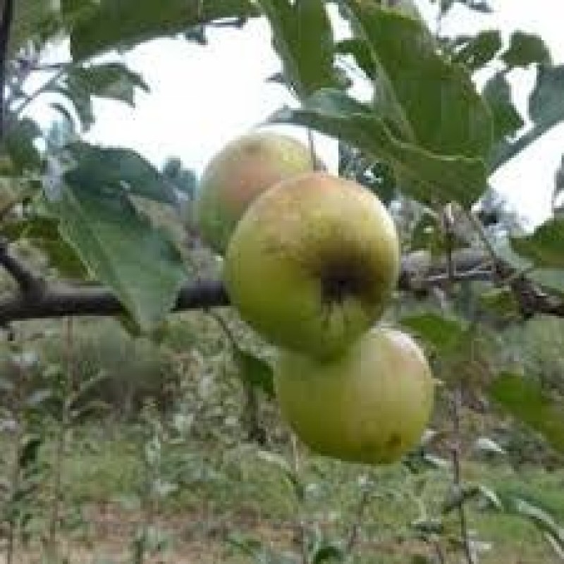 Pommier coutras des Pyrénées Pépins perdus