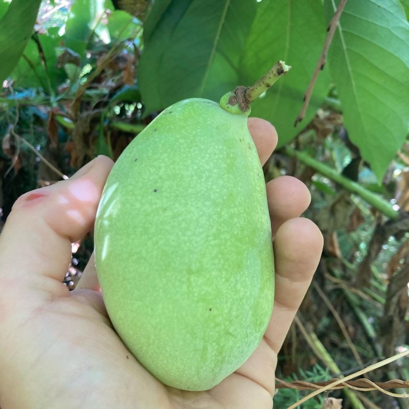 Asiminier Mango Pépins perdus