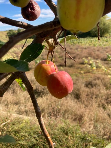 Pommier du Kazakhstan Lavergne