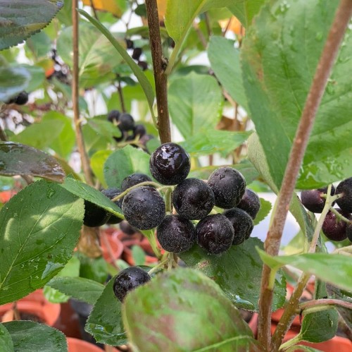 Aronia mélanocarpa Viking - Pépins perdus