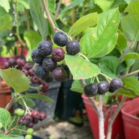 Aronia mélanocarpa Hugin - Pépins perdus