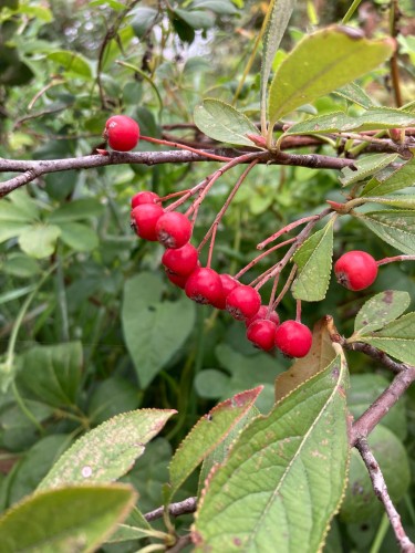 Aronia Arbutifolia Brillant Pépins perdus