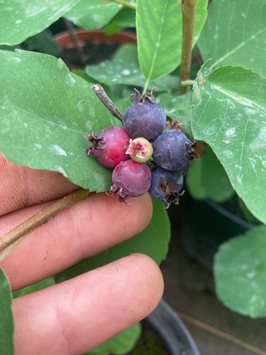 Amélanchier Alnifolia Krasnojarskaja - Pépins perdus