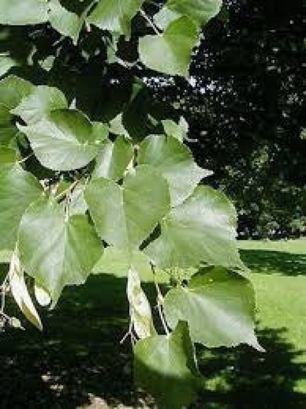 Tilleul à petite feuille - Pépins perdus