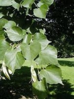 Tilleul à petite feuille - Pépins perdus