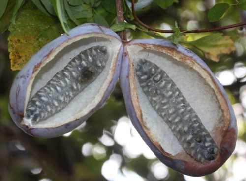 Akebia Quinata alba - Pépins perdus