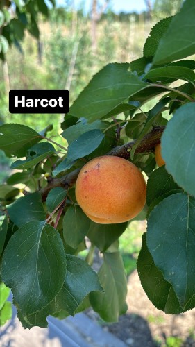 Abricot Harcot Pépins perdus