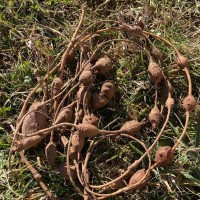 Glycine tubereuse Pépins perdus