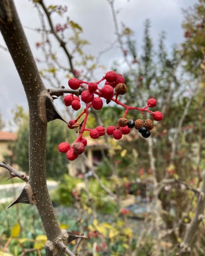 poivrier du sichuan Pépins perdus