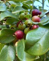 Goyave fraise Pépins perdus