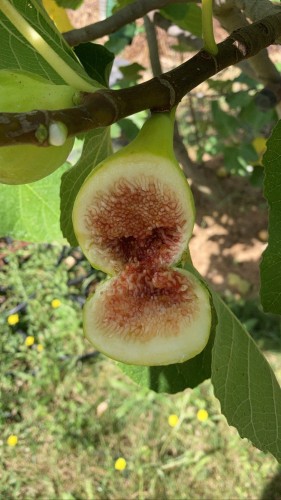 figuier goutte d'or - Pépins perdus