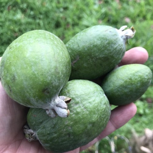 feijoa mammouth - Pépins perdus