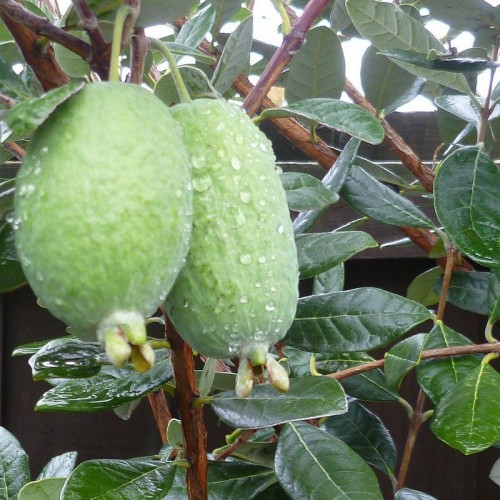 feijoa coolidge Pépins perdus