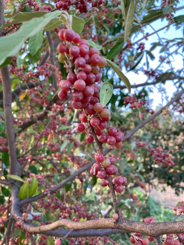 eleagnus umbellata amoroso Pépins perdus