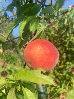 pêcher amsden - Pépins perdus