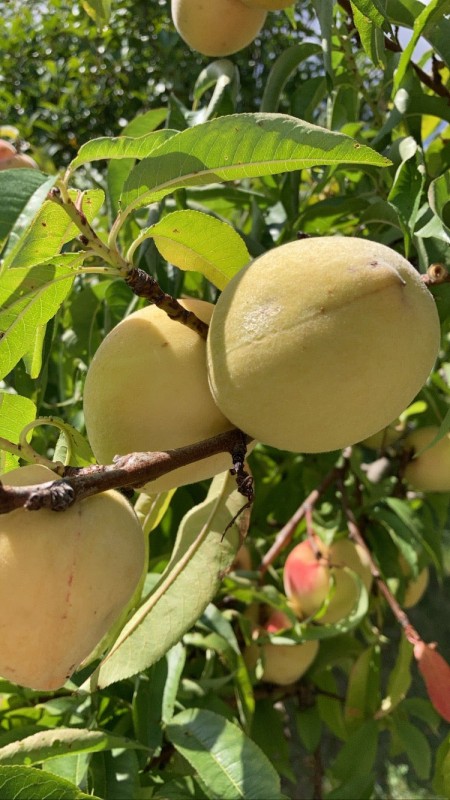 pêche de vigne blanche - Pépins perdus