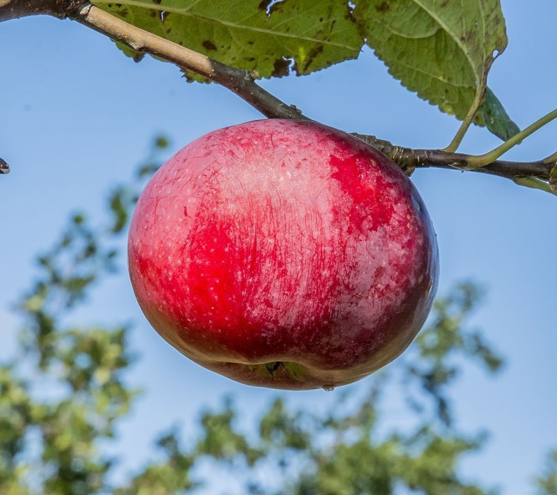 pommier purpurella Pépins perdus