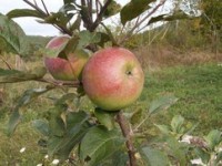 pommier bouscasse de brès Pépins perdus