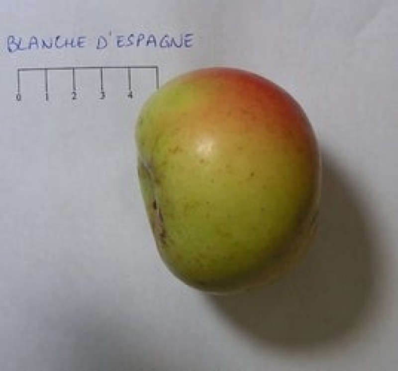 pommier blanche d'espagne Pépins perdus