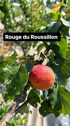 Abricot Rouge du Roussillon