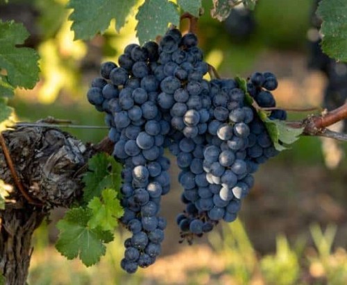 Vigne muscat bleu