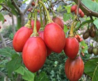 Tomate en arbre