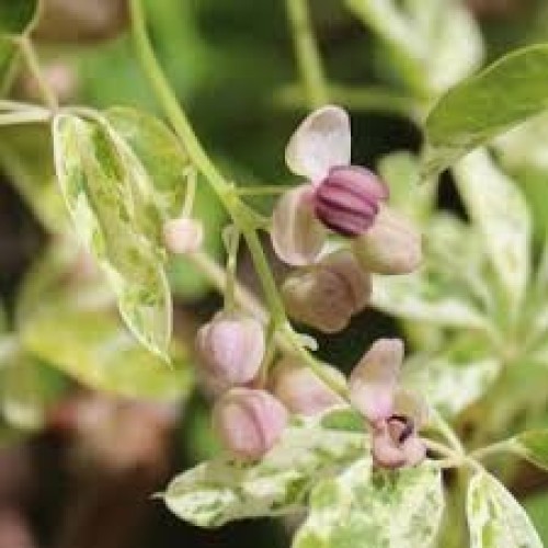 akebia quinata variegata