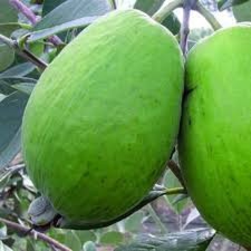 Feijoa Kaiteri