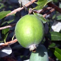 Feijoa Waingaro