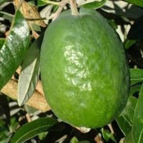 Feijoa Takaka